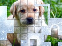 Canine Jigsaw Puzzle