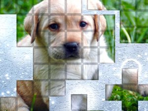PicPu Dog Puzzle Game - Jigsaw Puzzle